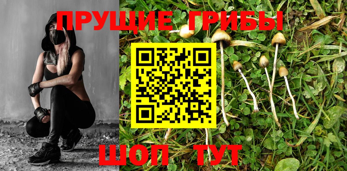 Галлюциногенные грибы Psilocybe Калининград